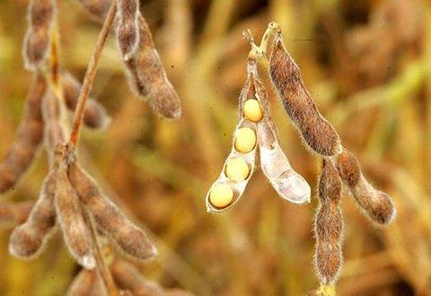 液相色譜、離子色譜等分析儀器都可用于檢驗(yàn)糧油食品安全性